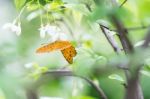 Orange Black Pattern Butterfly On Bunch Stock Photo