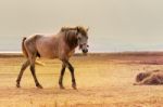 Portrait Full Body Of Beautiful White Male Horse With Perfect Rim Light Against Wide Meadow Landscape Stock Photo