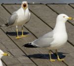 Angry Gull Is Screaming Stock Photo