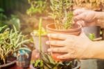 Hand Holding A Potted Of Tree Stock Photo