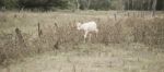 Country Cow Stock Photo