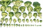 Bunch Of Broccoli Vegetables Aligned In A Perfect Way Stock Photo