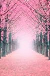 Pink Tree,nami Island In Korea Stock Photo