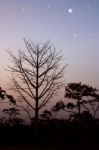 Silhouette Of Trees Stock Photo