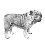 Bulldog Hand Drawn Stock Photo