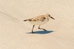 Galapagos Mockingbird In Santa Cruz Island Stock Photo