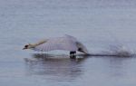 Beautiful Photo With A Powerful Swan's Take Off Stock Photo