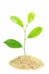 Plant Growing In Rice Stock Photo