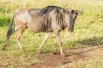 Blue Wildebeest In Tanzania Stock Photo