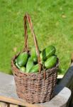 Basket Of Cucumbers Stock Photo