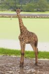 Giraffe Stock Photo