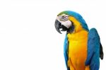 Blue And Glod Macaw Isolated Stock Photo