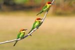 Chestnut-headed Bee-eater Stock Photo