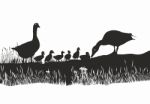 Geese Family On Spring Meadow Stock Photo