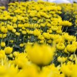 Close Up Yellow Chrysanthemum Flowers In Garden Stock Photo