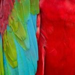 Greenwinged Macaw Feathers Stock Photo