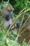 The Surprised Monkey Funny Close-up Stock Photo