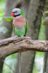 Red-breasted Parakeet Stock Photo