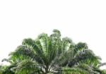 Palm Leaves On White Background Stock Photo