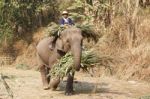 Elephants Bring Food Back Home Stock Photo