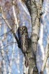 Great Gray Owl Stock Photo