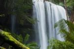 Russel Falls In Mount Field National Park Stock Photo