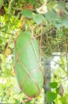 Fresh Of Green Winter Melon On The Tree Stock Photo