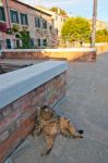 Venice Italy Cat On The Street Stock Photo