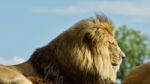 Picture With Two Lions Laying Together At A Field Stock Photo