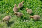 Canada Goose (branta Canadensis) Goslings On The Banks Of The Ri Stock Photo