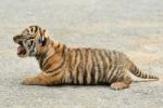 Baby Bengal Tiger Stock Photo