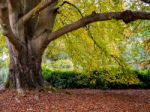 Tree Leaves Changing Colour In Autumn Stock Photo