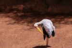 Fuengirola, Andalucia/spain - July 4 : Yellow-billed Stork (myct Stock Photo