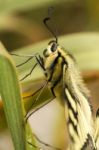 Swallowtail (papilio Machaon) Butterfly Insect Stock Photo