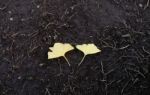 Ginkgo Leaf On The Ground Of Black Soil Stock Photo