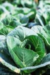 Cabbage With Water Droplets On Leaves Stock Photo