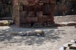 Komodo Dragon (varanus Komodoensis) At The Bioparc In Fuengirola Stock Photo