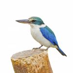 Sacred Kingfisher Stock Photo