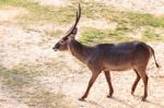 Walking Nyala Stock Photo