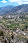 Terrace Farming In The Canyon Of The Colca River In Southern Per Stock Photo