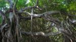 Very Big Banyan Tree In The Jungle., Tree Of Life Stock Photo