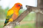 Sun Conure Parrot Stock Photo