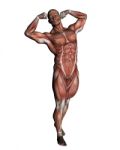 Human Muscular System Stock Photo