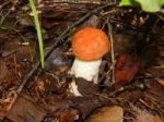 Collection And Preparation Of Autumn Edible Mushrooms  Stock Photo