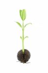 Young Othalanga Sprout Seed And Leaf Left Side On White Backgrou Stock Photo