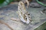 Owl Butterfly Caligo Ready To Eat Stock Photo