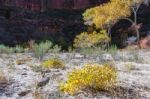 Cottonwood Tree Arch Stock Photo