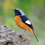 Male Daurian Redstart Stock Photo