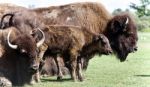 Photo Of Three Bison Standing Together In A Field Stock Photo