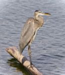 Picture With A Great Blue Heron Standing On A Log Stock Photo